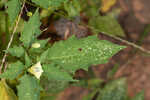 Cutleaf groundcherry